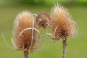 Micromys: Harvest Mouse. balancing between teasel heads