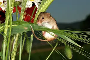 Micromys: Harvest MOUSE - balancing on wheat ear