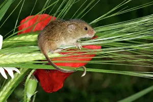 Micromys: Harvest Mouse - balancing on wheat ear