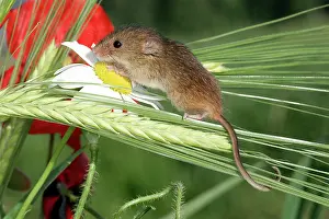 Micromys: Harvest Mouse - balancing on wheat ear