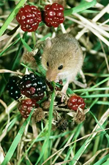 Blackberries: HARVEST MOUSE - WITH BERRIES