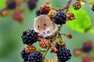 Blackberries: Harvest Mouse - Blackberries