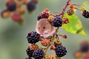 Blackberries: Harvest Mouse - Blackberries