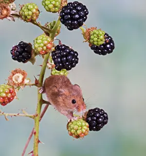 Blackberries: Harvest mouse - on blackberries
