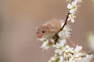 Micromys: Harvest Mouse - on Blackthorn Blossom - Devon - UK