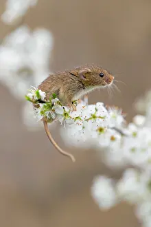 Micromys: Harvest Mouse - on Blackthorn Blossom - Devon - UK