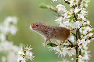 Blackthorn: Harvest Mouse - on Blackthorn Blossom - Devon - UK