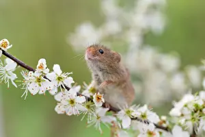 Blackthorn: Harvest Mouse - On Blackthorn Blossom - Devon - UK