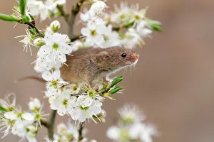 Blackthorn: Harvest Mouse - on Blackthorn Blossom - Devon - UK