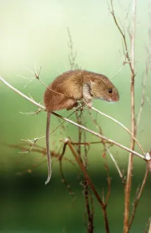Agility: HARVEST MOUSE - on branch