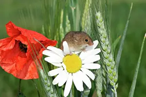 Micromys: Harvest Mouse - climbing on daisies and poppies