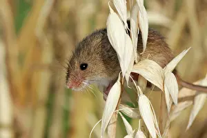 Micromys: Harvest Mouse - climbing on oats