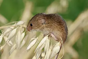 Micromys: Harvest Mouse - climbing on oats