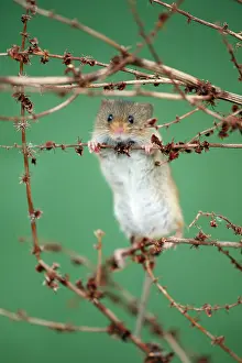 Micromys: Harvest Mouse - climbing between stalks of Dock plant
