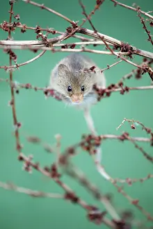 Micromys: Harvest Mouse - climbing between stalks of Dock plant