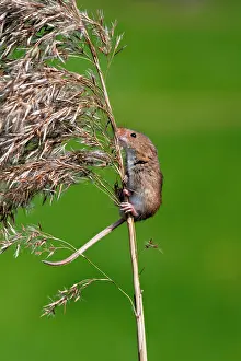 Micromys: Harvest mouse - climbing up stem of common reed