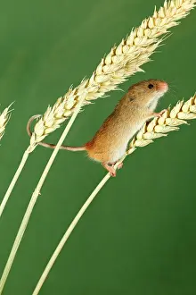 Prehensile: Harvest Mouse - climbing using prehensile tail