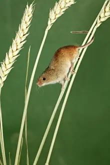 Prehensile: Harvest Mouse - climbing using prehensile tail