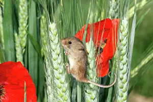 Micromys: Harvest MOUSE - climbing on wheat ear, among poppies