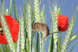 Micromys: Harvest Mouse - climbing on wheat ears among poppies