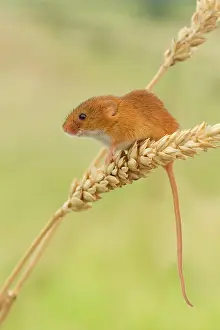 Agile: Harvest Mouse - climbing on wheat looking for food - July