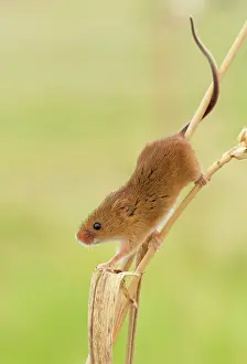 Agile: Harvest Mouse - climbing down wheat stem looking