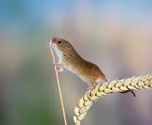 Micromys: Harvest mouse - on corn head