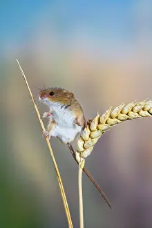 Micromys: Harvest mouse - on corn head
