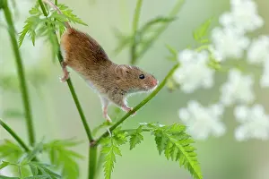 Micromys: Harvest Mouse on Cow Parsley - Devon - UK