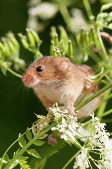 Micromys: Harvest Mouse - on cow parsley. North Lincolnshire