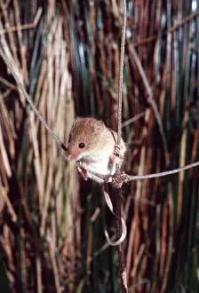 Agility: HARVEST MOUSE - amongst crops