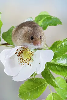 Roses: Harvest Mouse - on dog rose
