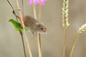 Micromys: Harvest Mouse - on Ears of Wheat - Devon - UK