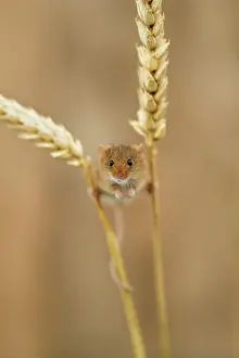 Hold: Harvest Mouse - On Ears of Wheat - Devon - UK