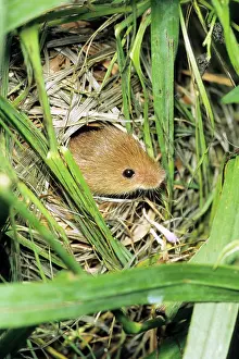 Micromys: Harvest Mouse - at entrance hole of nest, built