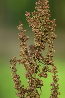Micromys: Harvest Mouse exploring Common Sorrel (Rumex acetosa)