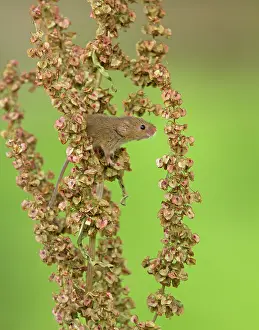 Micromys: Harvest Mouse exploring Common Sorrel (Rumex acetosa)