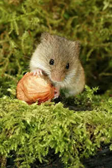 Micromys: Harvest Mouse - feeding on hazel nut