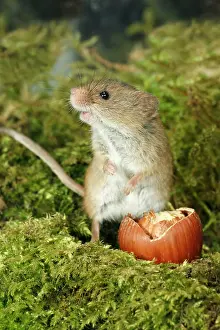 Micromys: Harvest Mouse - feeding on hazel nut