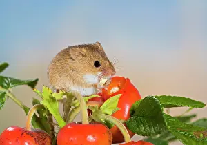 Hips: Harvest mouse - feeding on rose hips
