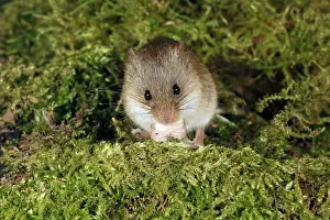 Micromys: Harvest Mouse - feeding on seed