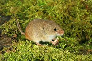 Micromys: Harvest Mouse - feeding on seed