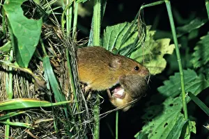 Micromys: Harvest Mouse - female transporting baby animal