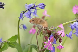 Micromys: Harvest Mouse - on Flowers - Devon - UK