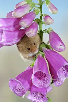 Foxglove: Harvest mouse - on foxglove