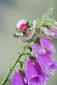 Bonnets: Harvest Mouse, on foxglove wearing sun hat 007620