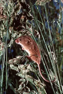 Ian Beames: HARVEST MOUSE - in grass