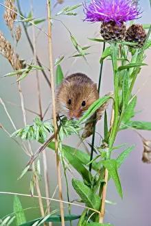 Micromys: Harvest mouse - in grasses
