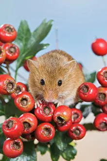 Hawthorns: Harvest mouse - in hawthorn berries