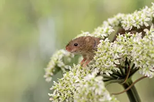 Micromys: Harvest Mouse - on Hogweed Flower - Devon - UK